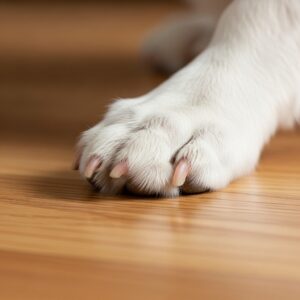 Close-up shot of a pet’s paw gently touching clean hardwood flooring